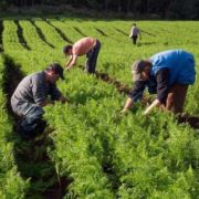 Foto de plantação