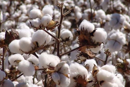 Foto de Plantação algodão